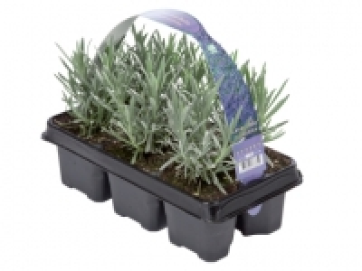 English Lavender £3.79