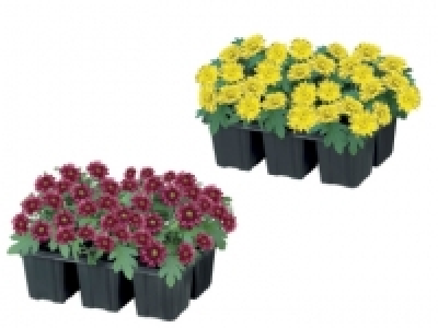 Chrysanthemums £2.99