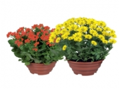 Celosia, Chrysanthemums or Kalanchoe £3.49