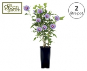 Hibiscus £3.99