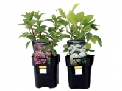 Hydrangea £3.49