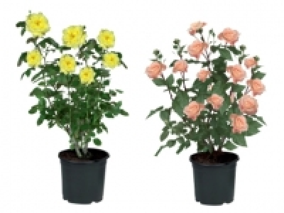 Garden Roses £2.69
