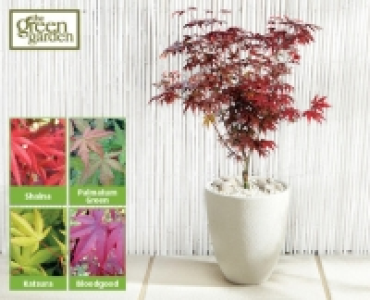 Japanese Acer