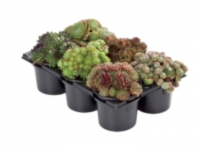 Sempervivum £3.99