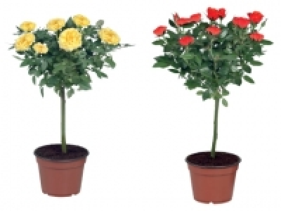 Standard Rose £4.49