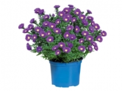 Autumn Aster £3.59