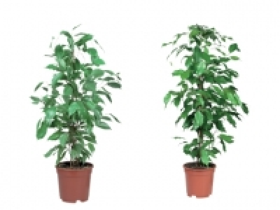 Large Green Houseplants £2.99