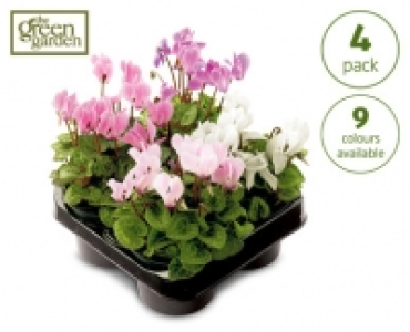 Cyclamen £2.99