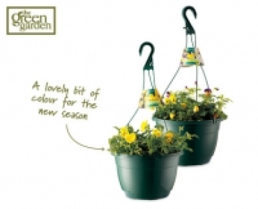 Viola/Pansy Hanging Basket £3.49