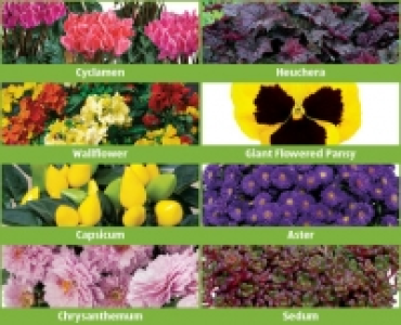 Autumn Premium Bedding Plants