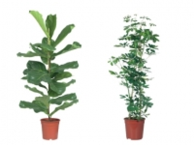 Large Green Houseplants £7.99