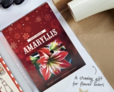 Amaryllis Gift Box £2.59