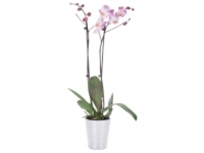 Twin Stem Orchid £8.99