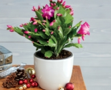 Christmas Cactus £3.49