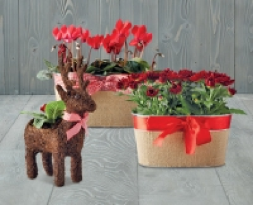 Animal Planter/Indoor Planter