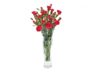 Chrysanthemums £2.00