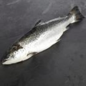 Morrisons Whole Salmon £9.82