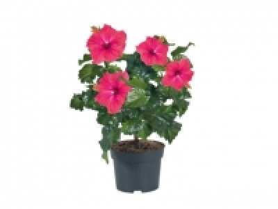 Hibiscus £3.49