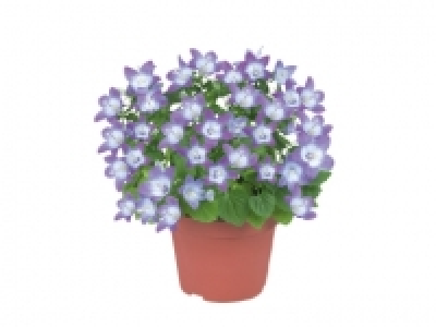 Campanula £2.49
