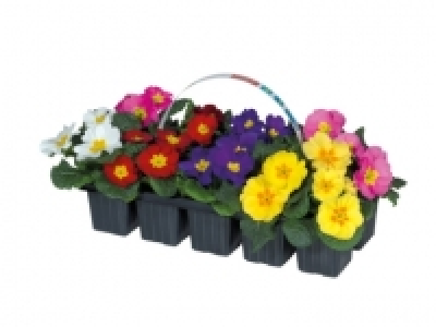 Primroses £2.99