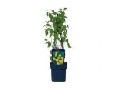 Ornamental Bushes £3.29