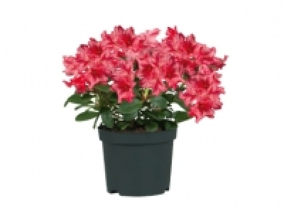 Rhododendron £3.49