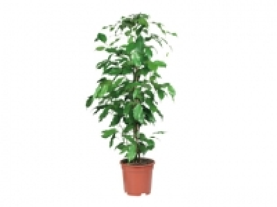 Assorted Green Houseplants £3.99