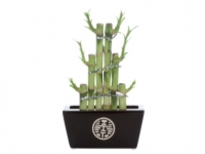 Lucky Bamboo £2.99
