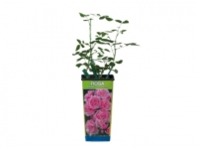 Garden Roses £2.79
