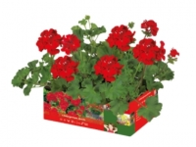 Upright Geranium £3.79