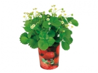 Fruit Plants £2.49