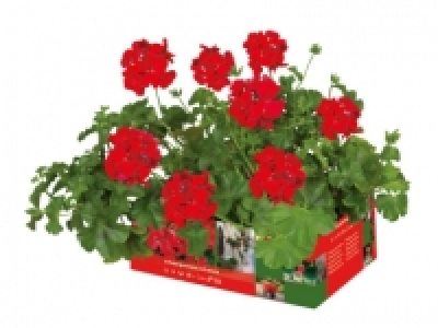 Trailing Geranium £3.79
