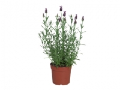 French Butterfly Lavender £2.49
