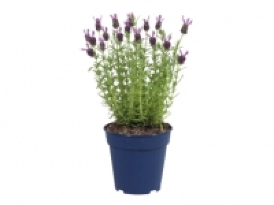 French Butterfly Lavender £3.99