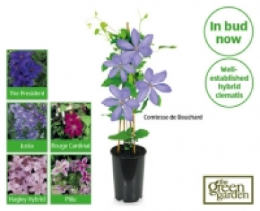 Aldi  Clematis