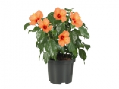 Hibiscus £5.00