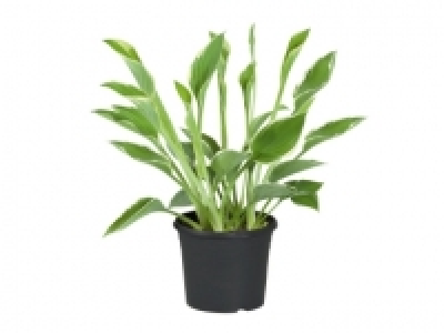 Bedding Plants £3.29