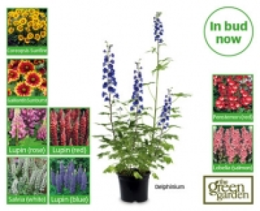 Aldi  Perennials