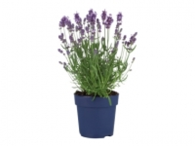 Lavender £2.49