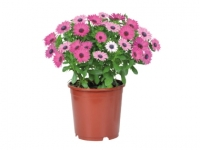 Osteospermum £3.69