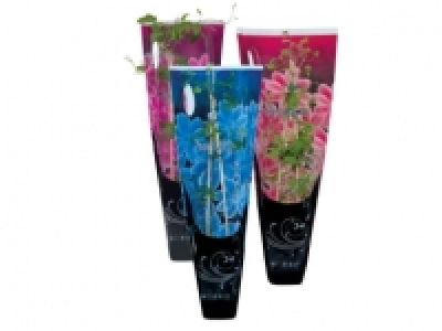 Assorted Clematis £3.99