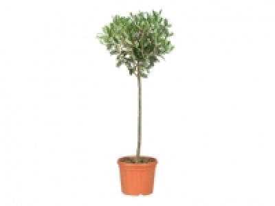 Standard Olive Tree