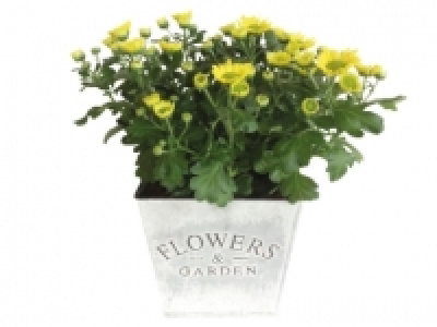 Chrysanthemum Planter
