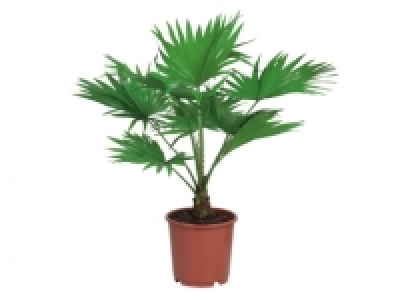 Exotic Palms