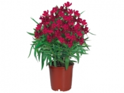 Oleander