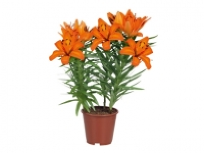Asiatic Lilies £3.29