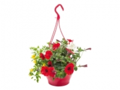 Hanging Baskets £4.99
