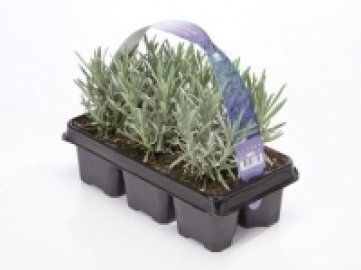 English Lavender £4.59