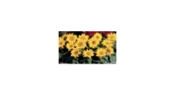Patio Sunflower 2litre