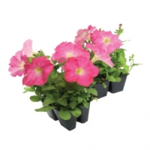 Bedding Plants (All Varieties)